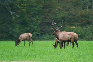 Elk
Herd