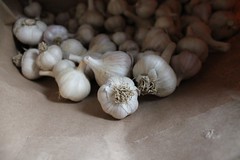 aug garlic