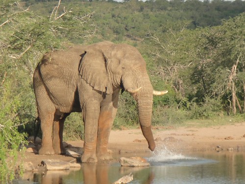 Elephant, Hluhluwe Umfolozi, Kwazulu Natal, South Africa