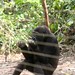 Mefou Primate Sanctuary impressions, Cameroon - IMG_2518_CR2_v1