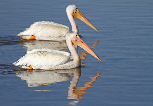 American White Pelicans by Johnrw21
