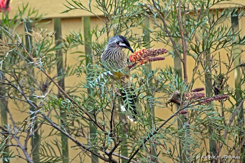 Wattle Bird and Grevillea
