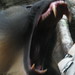 Mandrill_023 posted by *Ice Princess* to Flickr