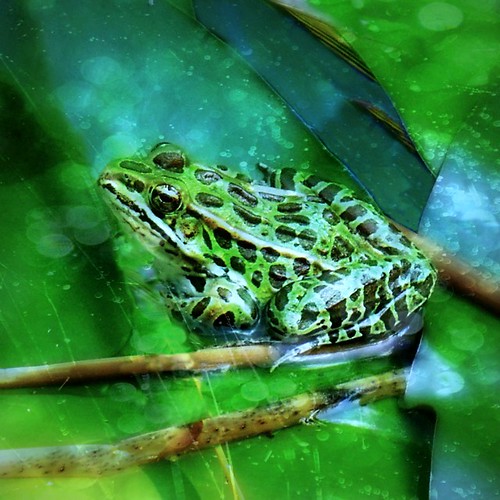 Northern Leopard Frog by scilit