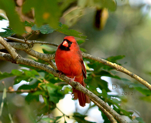Male Northern Cardinal  15