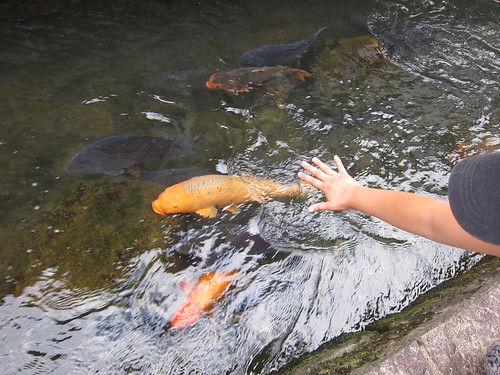 Koi fish in Hida Furukawa