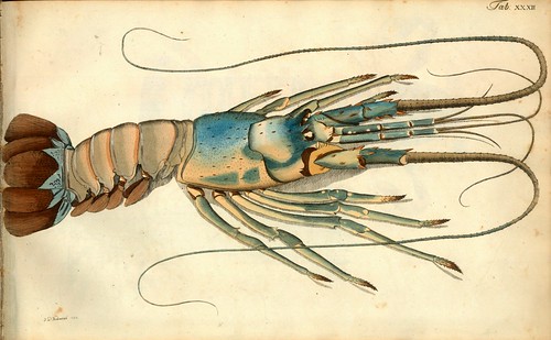 009-Â Versuch einer Naturgeschichte der Krabben und Krebse- 1790- Johann Friedrich Wilhelm Herbst- Humboldt University