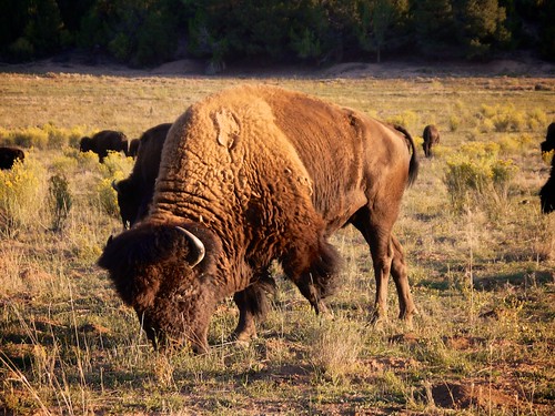 Buffalo of Zion