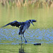 Great Blue Heron posted by Ol' Mr Boston to Flickr