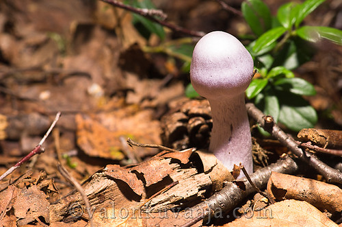 Unknown mushroom by Mtj-Art - Thanks for over 200,000 views :)
