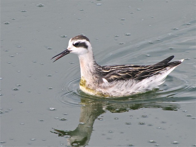 Red-necked Phalarope at Gridley Wastewater Treatment Ponds 141