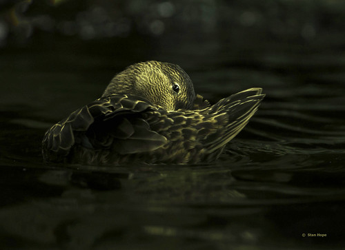 Tampa Bay Duck by stan hope