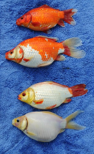 goldfish variation