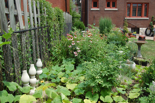 sustainable backyard in St Louis (courtesy of Amanda Joy, creative commons)