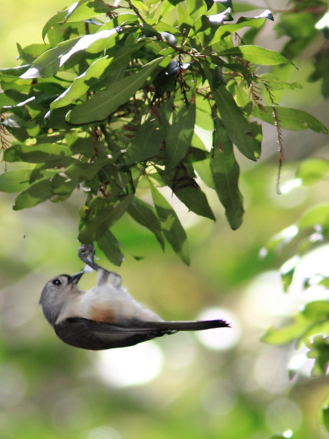 Tufted Titmouse 20120930
