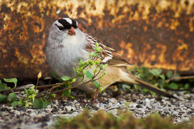 White-Crowned Sparrow, Sparrow, Ground, 