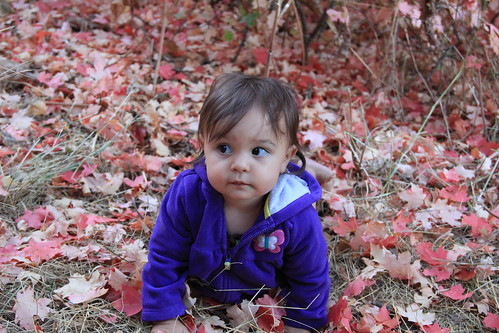 Jovie sitting in the red leaves 15