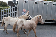 Ballinasloe Horse Fair 2012