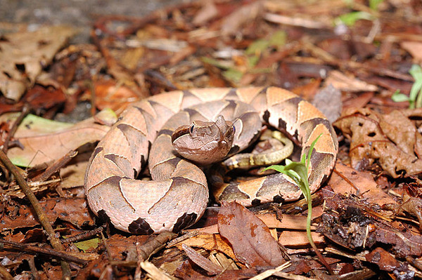 百步蛇身上的斑紋及色彩是最佳的保護色，有利於其埋伏於落葉、泥土堆中，伏擊獵物。