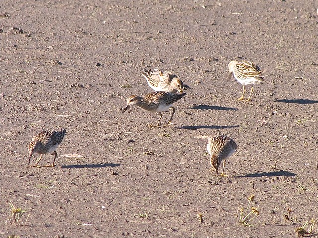 Pectoral Sandpiper at Evergreen Lake in McLean County