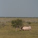 Etosha National Park impressions, Namibia - IMG_3673_CR2
