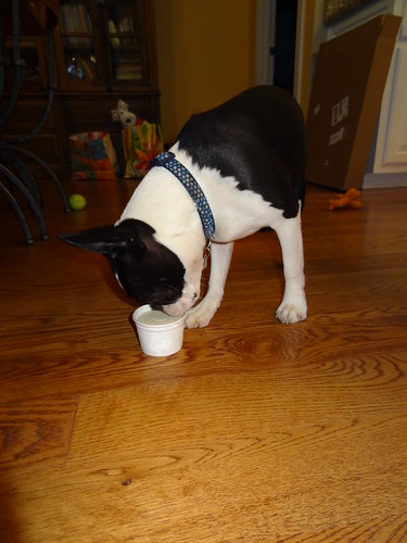 Charlie and Frosty Paws Sept 2012 (3)