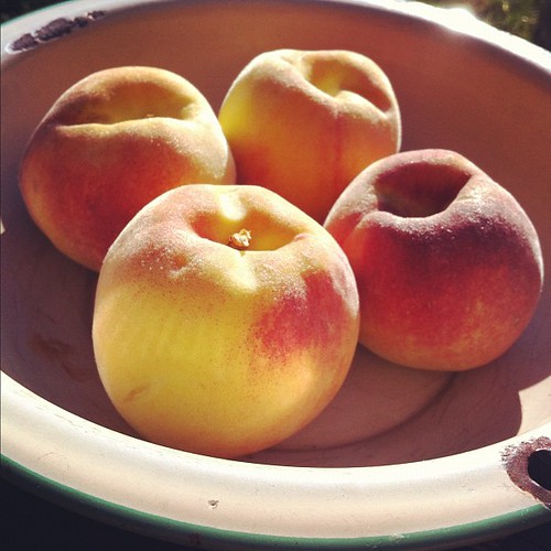 some of the prettiest peaches this harvest #organicgarden #urbangarden #maine #madisonpeach