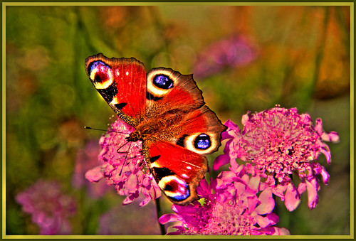 European peacock butterfly by FocusPocus Photography