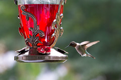hummingbirds 13
