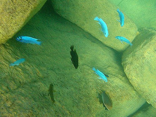 馬拉威湖孕育了上百種特有魚類（也因此成為水族工業眼中的珍寶），其重要性可比加拉巴哥群島，1984年聯合國教科文組織將此地列入世界遺產中。圖為深受水族養職業歡迎的雀鯛。圖片來源：里山倡議推動網http://goo.gl/ecNTZ