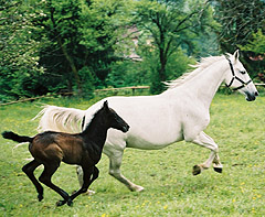 Lipizzaner Mare and Foal, http://www.srs.at/