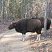 THE GREAT INDIAN BISON