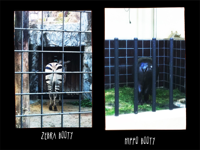 zoo 5