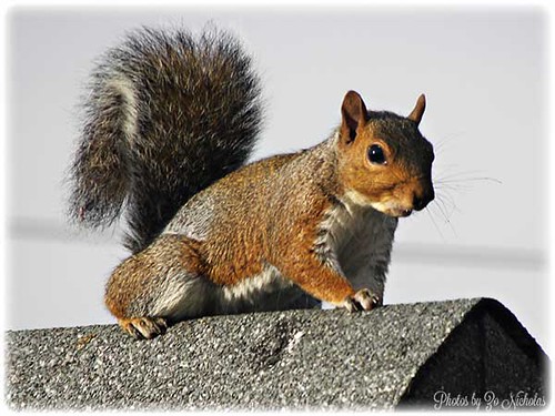 Grey-squirrel by Zo Nicholas