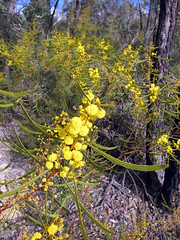 Wattle / Acacia / Mimosoideae
