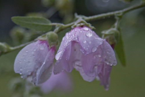 Dew touched flowers
