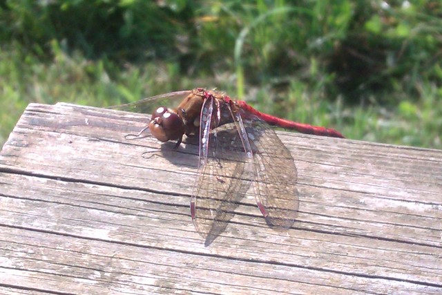 A dragonfly resting on a table