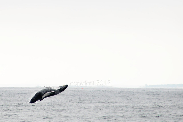 Humpback whale Breech