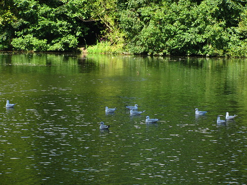 Gulls on Green Water