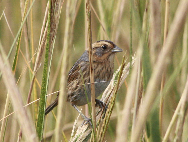 Nelson's Sparrow, Sussex County, Delaware 10-1-2012