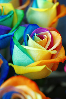 colored roses