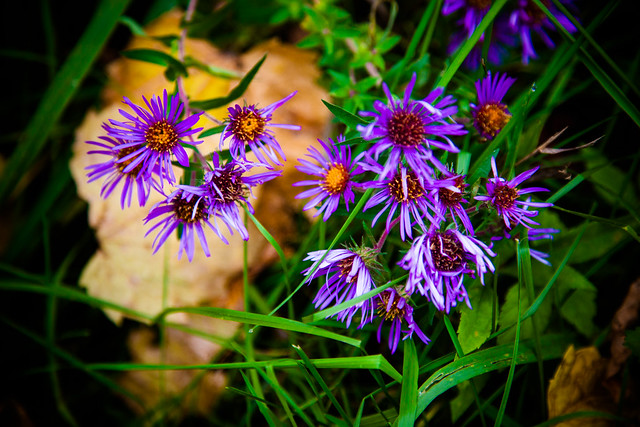 Purple and Green [EOS 5DMK2 | EF 24-105L@98mm | 1/640s | f/4 | ISO400]