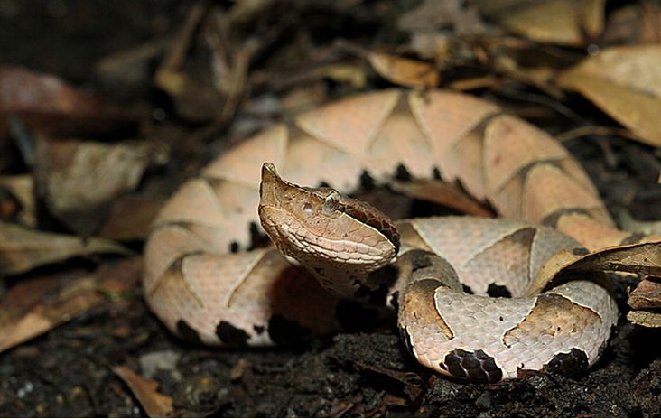 百步蛇是台灣山林裡的美麗物種，也存在許多原住民的傳說裡。