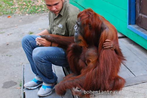 orangutan with Frederick at Tanjung Putting National Park Indonesia (2)