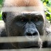 Mefou Primate Sanctuary impressions, Cameroon - IMG_2508_CR2_v1