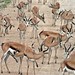 Etosha National Park impressions, Namibia - IMG_3066_CR2_v1