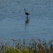 Lonely Heron