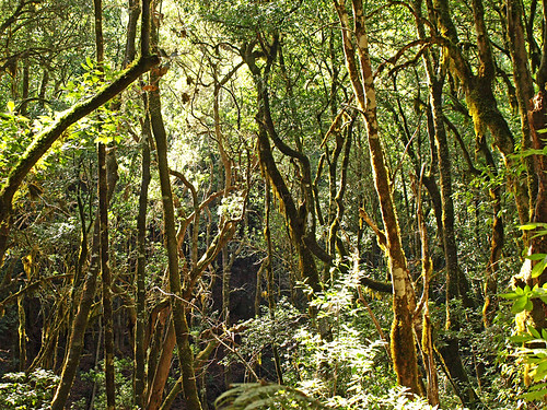 Rainforest, Garajonay National Park, La Gomera