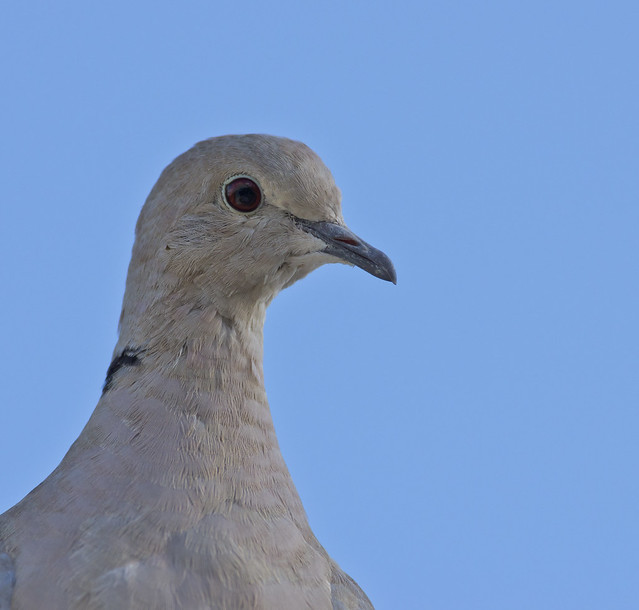 collared dove-2