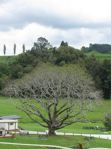 Tree near Waitomo by holidaypointau